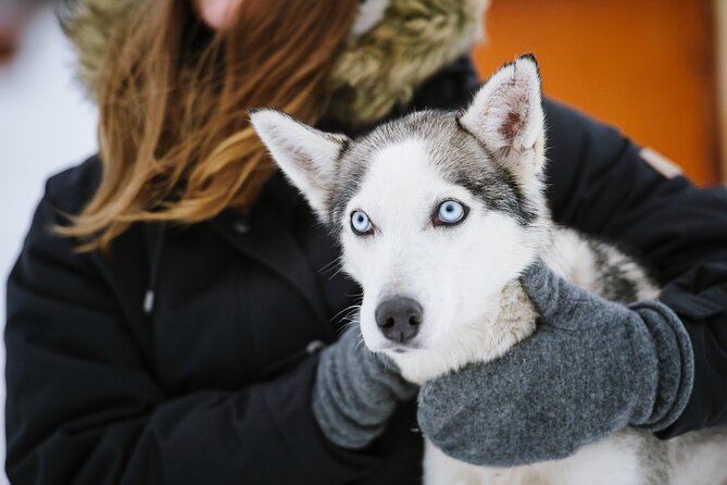 Husky Safari from Levi 2 KM or 5 KM with Husky Sledge Ride - Hot berry juice, cookies, and what to wear in Levi cold
