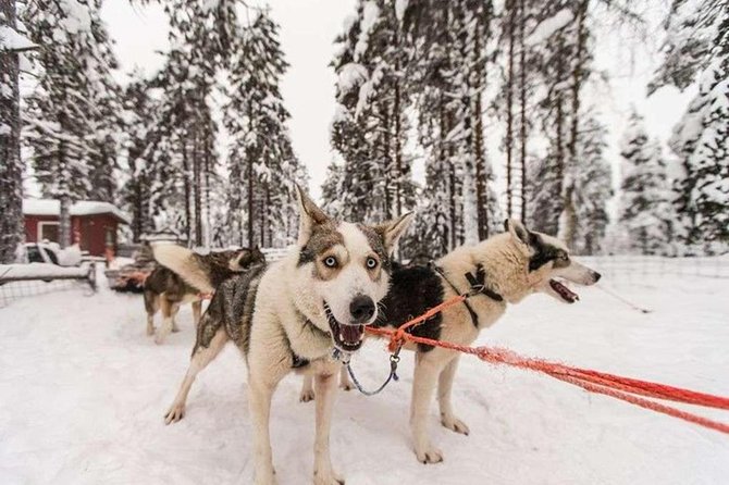 Husky Safari from Levi 2 KM or 5 KM with Husky Sledge Ride - Dog behavior, animal care, and how to make the most of your visit