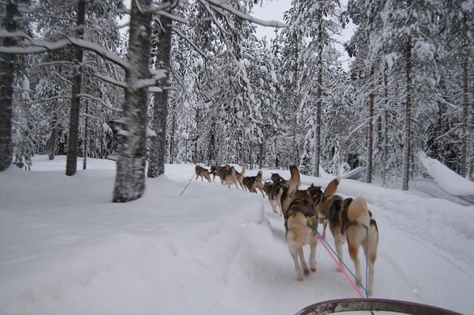 Husky Safari from Levi 2 KM or 5 KM with Husky Sledge Ride - Price and value for a 2-hour Levi husky safari