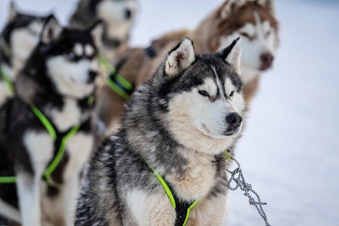 Husky Sledding Self-driving in Rovaniemi - Key highlights worth showing up for