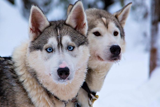Ice Fishing and Husky - Bonfire and Grilled Salmon: The Best Safety Net in Lapland