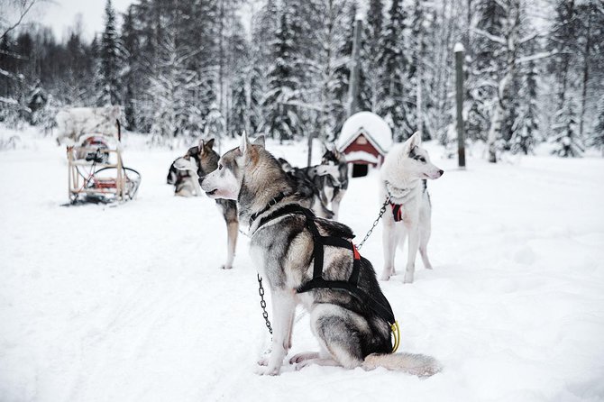 Ice Fishing and Husky - Group Size, Timing, and the Winter Reality Check