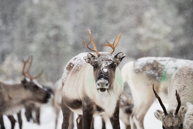 Ivalo: Aurora Hunting with Reindeer - Suopunki lasso practice: the activity you will remember later