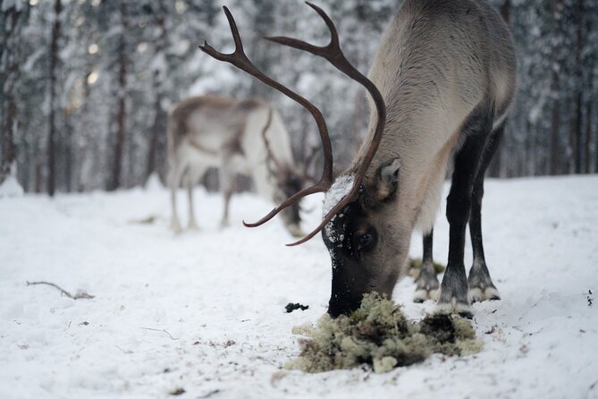 Ivalo: Aurora Hunting with Reindeer - Timing, group size, and pickup: small logistics that change your comfort
