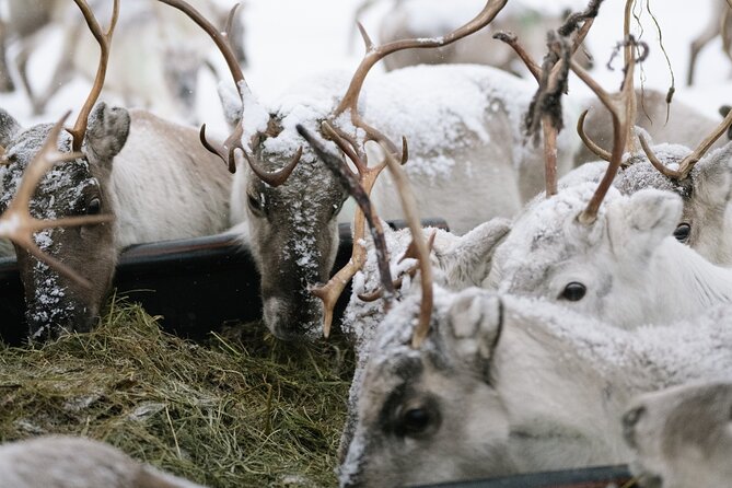 Ivalo: Reindeer herd and fishing experience - Key things to know before you go