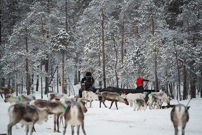 Ivalo: Reindeer herd and fishing experience - Why this Ivalo day feels like local work, not a show