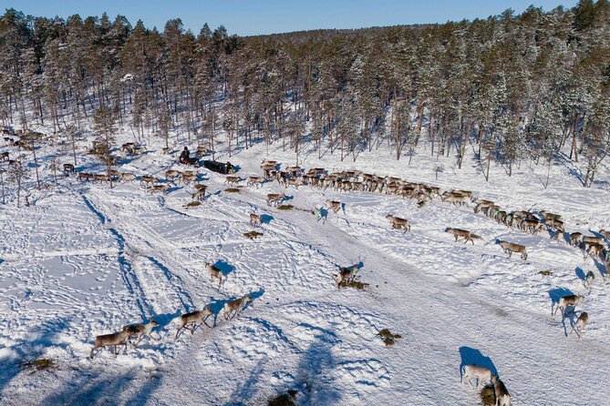 Ivalo: Reindeer herd and fishing experience - Reindeer herd time with Niilo and Johanna: feeding, calling, and up-close moments