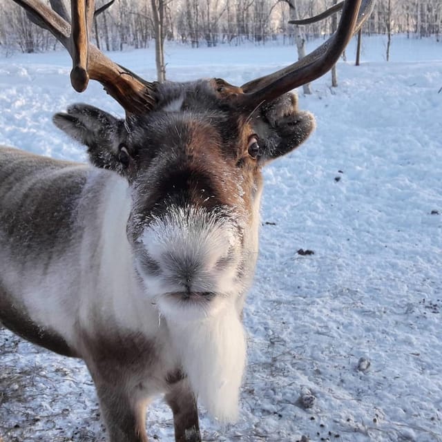 Ivalo: Snowmobile Safari, Meet and Feed Reindeers with Lunch - Where this safari fits in your Ivalo day