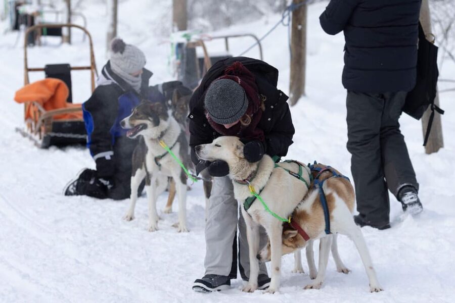 Kemi-Tornio: Husky Sled Ride with Hot Drink - Key moments that make this sled ride worth your winter time