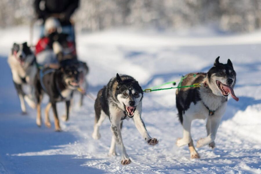 Kemi-Tornio: Husky Sled Ride with Hot Drink - Entering Sea Lapland Safaris at the safari house in Kemi