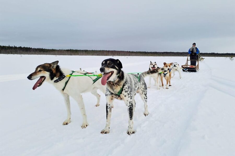Kemi-Tornio: Husky Sled Ride with Hot Drink - The self-drive part: how steering works, switching roles, and age rules