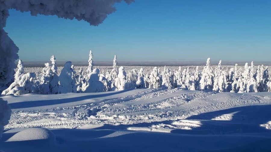 Kemi-Tornio: Snowmobile Forest Safari w/ Hot Drink & Snacks - Snowmobile Safari Highlights That Make It Worth Your Time