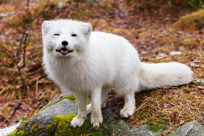 Korouoma Canyon & Ranua Zoo Tour - Ranua Zoo Outdoors: A 2.5 km Walk With Arctic Animals