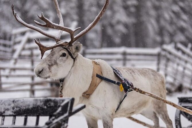 Kuoksa Reindeer Farm Visit with a Short Sleigh Ride - Kuoksa Reindeer Farm: What the 3 Hours Really Includes