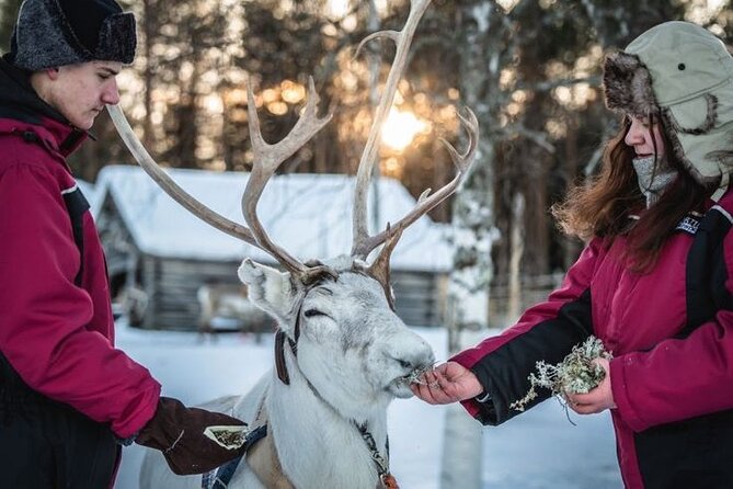 Kuoksa Reindeer Farm Visit with a Short Sleigh Ride - Who Should Book This Reindeer Farm Visit