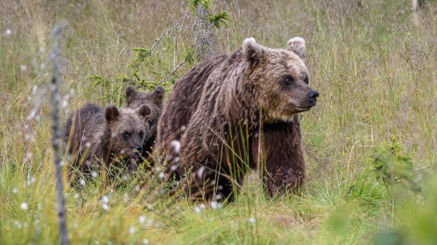 Kuusamo: Bear watching evening - Bear Watching In Finland’s Taiga Hideouts