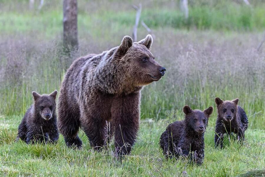 Kuusamo: Bear watching evening - Inside The Hides: Comfortable Photo Setups And Real Quiet Time
