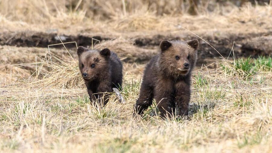 Kuusamo: Bear watching evening - Timing: Summer 6 Pm Starts And Earlier Autumn Evenings