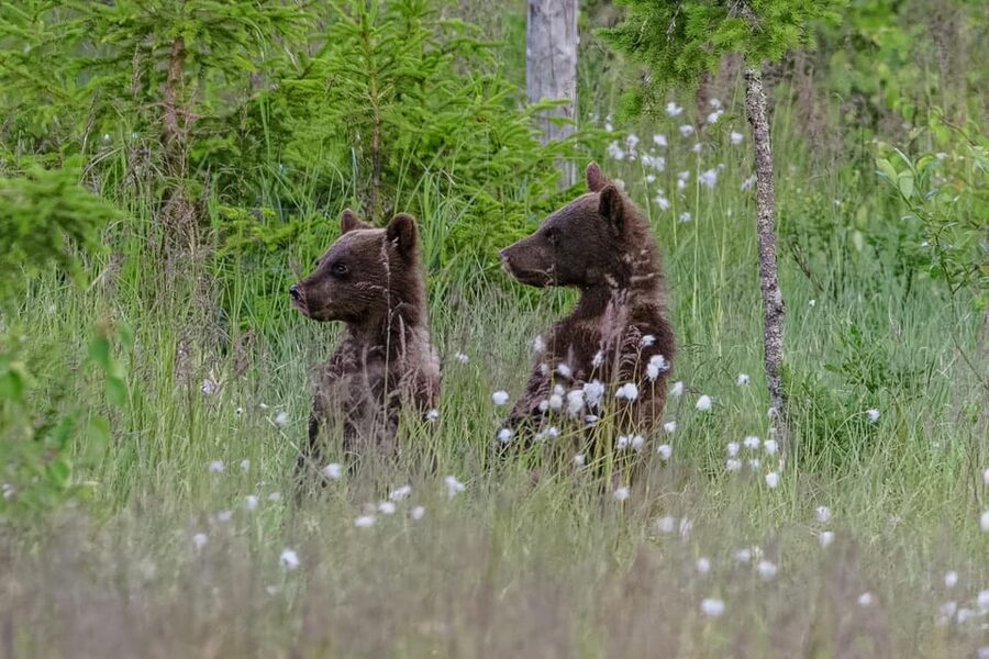 Kuusamo: Bear watching evening - The Bear Guarantee And How To Think About “High Odds”