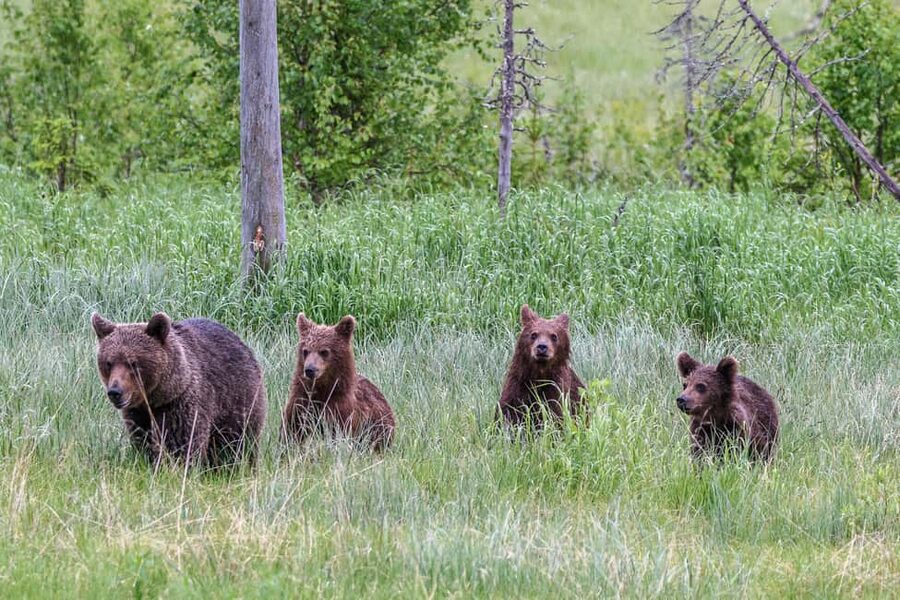 Kuusamo: Bear watching evening - What The Guides Do: Photographer-Style Help, Not Just Animal Facts