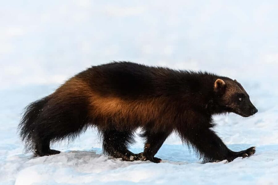 Kuusamo: Bear watching evening - The Rules That Protect The Whole Evening