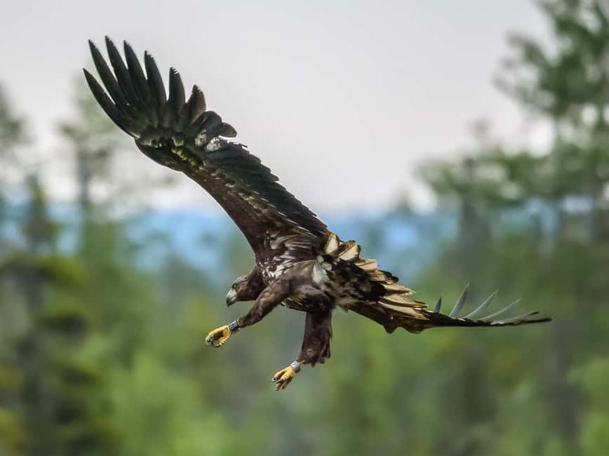 Kuusamo: Bear watching evening - Price And Value: What $176 Buys You In The Real World