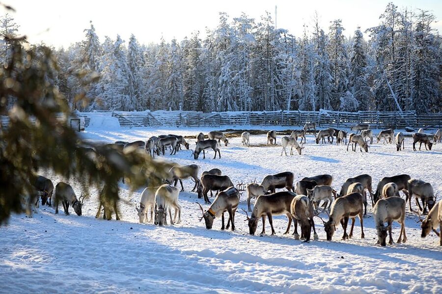 Kuusamo: Morning Feeding of Hundreds of Reindeer - Key highlights you will feel right away