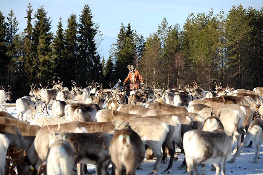 Kuusamo: Morning Feeding of Hundreds of Reindeer - Kuusamo reindeer breakfast at Kujala Porotila: what to expect in 1 hour