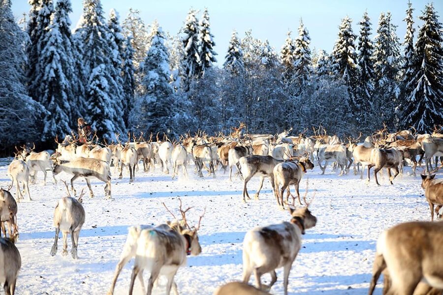 Kuusamo: Morning Feeding of Hundreds of Reindeer - Meeting the Kujala herd: how the farm tour stays focused