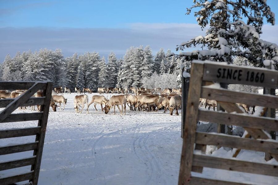 Kuusamo: Morning Feeding of Hundreds of Reindeer - Guides and language: getting farm explanations in English or Finnish