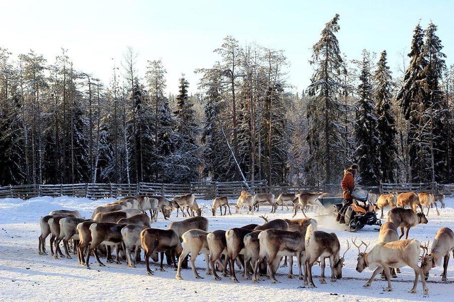 Kuusamo: Morning Feeding of Hundreds of Reindeer - Book or skip: my straightforward call