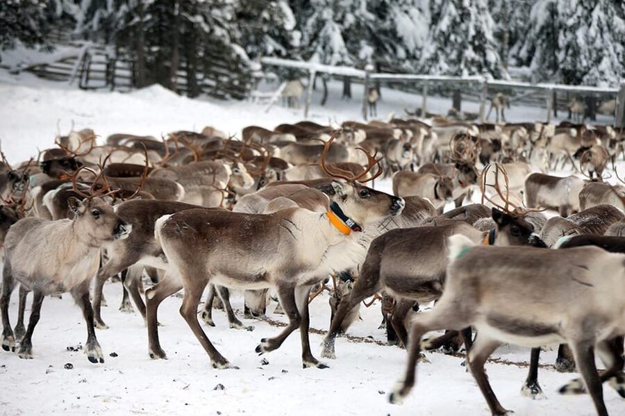 Kuusamo: Morning Feeding of Hundreds of Reindeer - In the ancient corral: watching hundreds gather for lichen