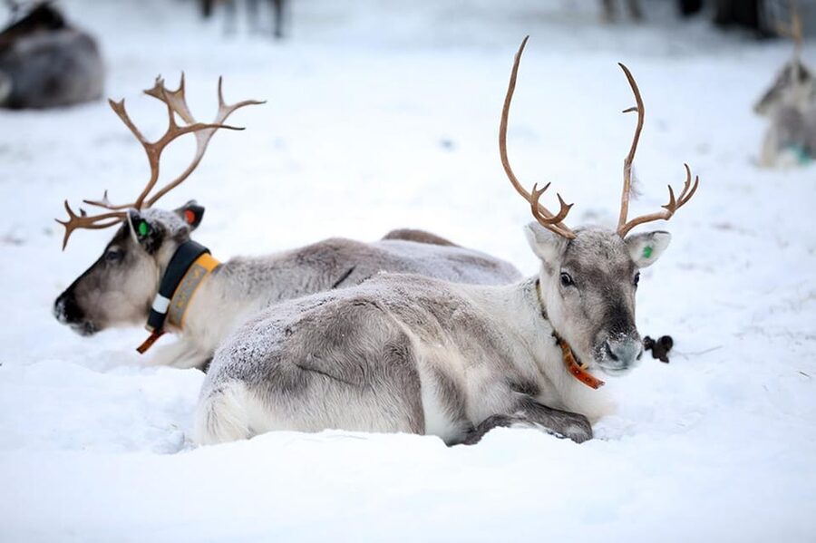 Kuusamo: Reindeer Farm Visit - Key moments you’ll remember