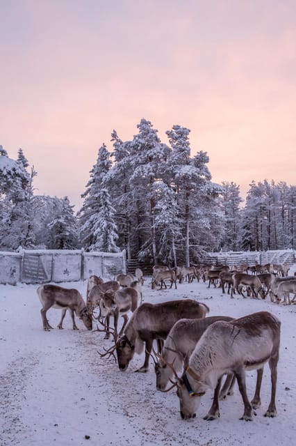 Kuusamo: Reindeer Farm Visit - Handicrafts workshop and boutique: a souvenir that makes sense