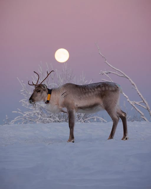 Kuusamo: Reindeer Farm Visit - Feeding lichen in the corral: up close in the best way