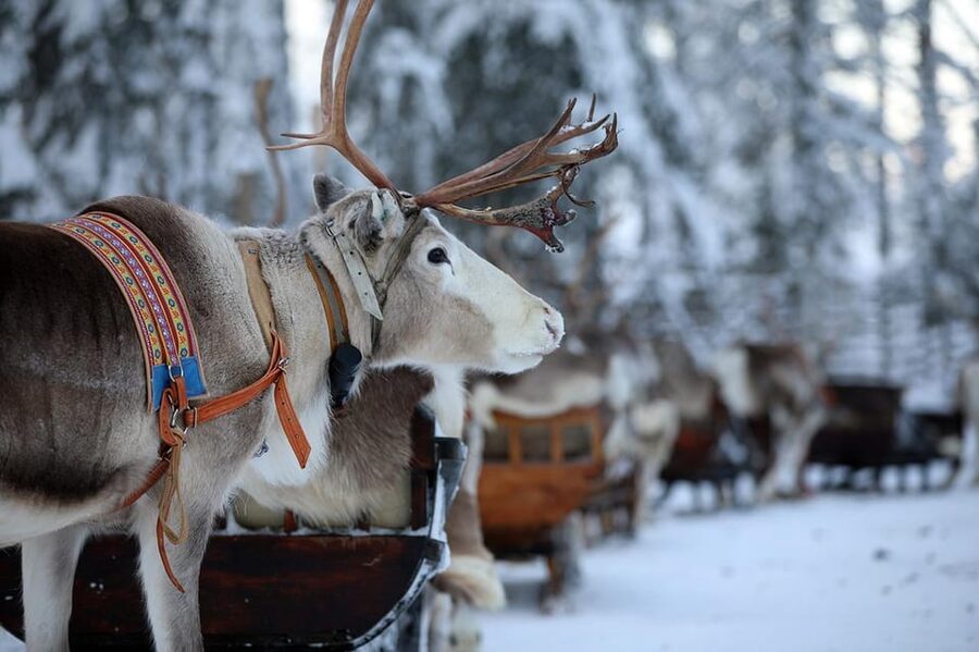 Kuusamo: Reindeer Sleigh Ride and Farm Visit - The 1.5 km reindeer sleigh ride: warmth, quiet, and real winter air