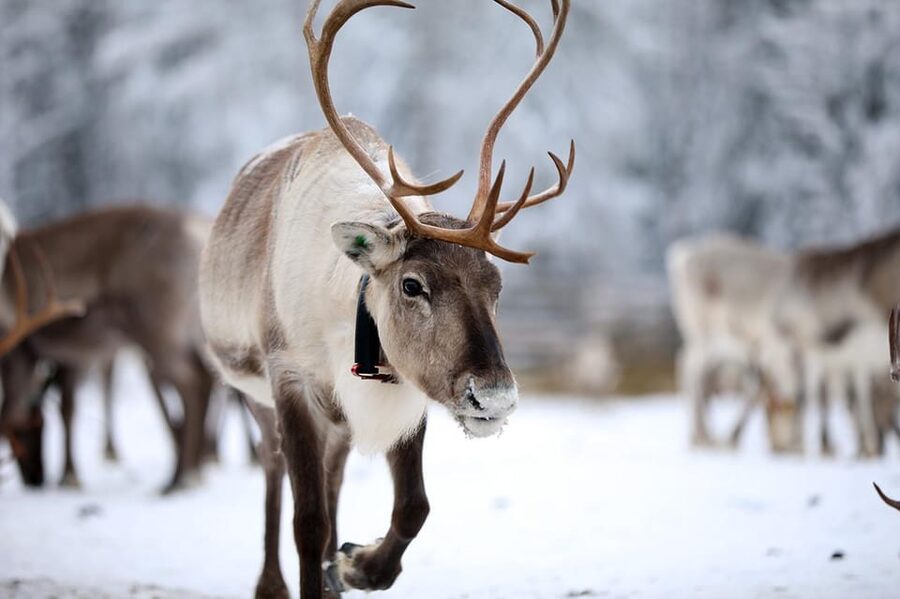 Kuusamo: Reindeer Sleigh Ride and Farm Visit - The guided farm tour: herding life explained in plain terms