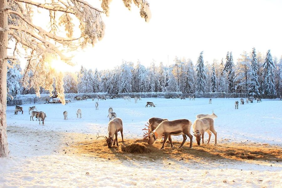Kuusamo: Reindeer Sleigh Ride and Farm Visit - What $97 gets you, and how it compares to other Lapland-style experiences