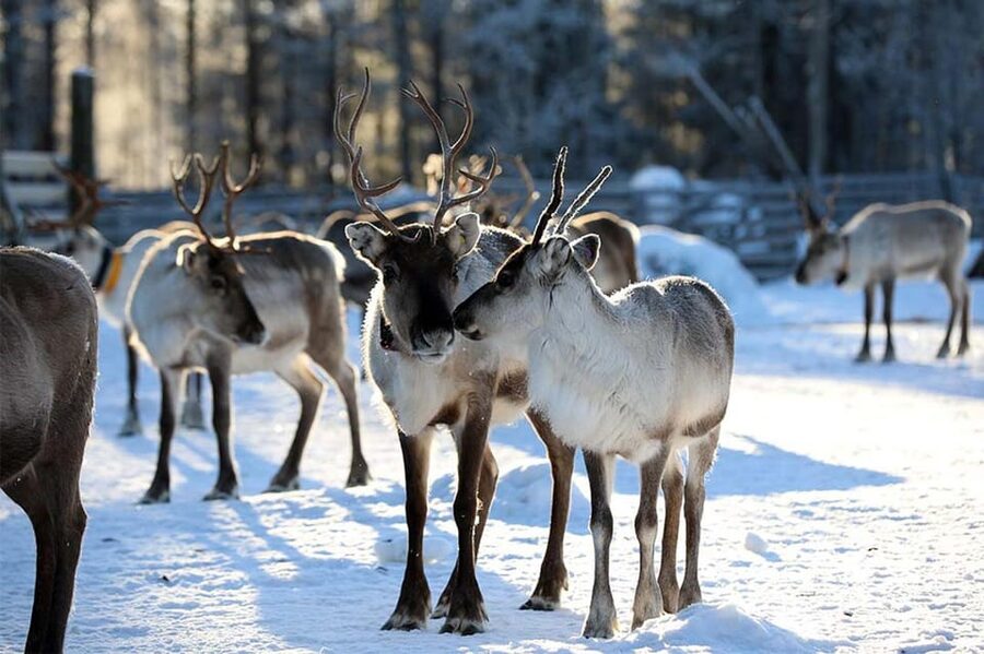 Kuusamo: Reindeer Sleigh Ride and Farm Visit - Should you book Kujala Reindeer Farm and the sleigh ride?