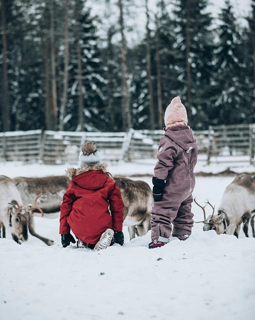 Kuusamo: Reindeer Sleigh Ride and Farm Visit - Entering the ancient corral: feeding lichen right where it happens