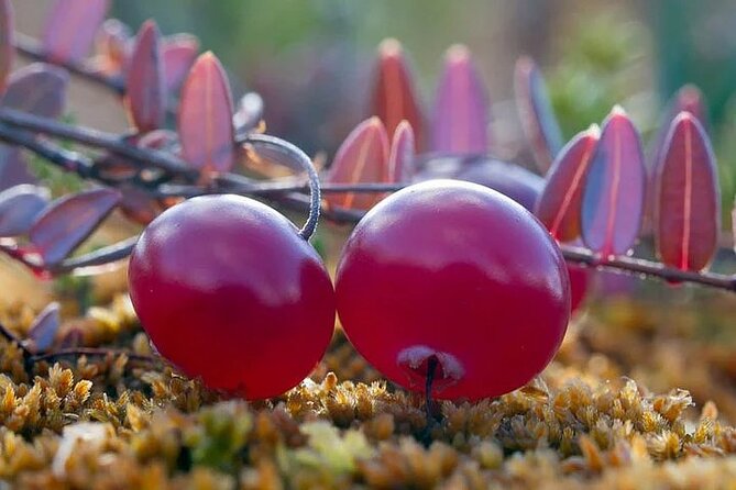 Lapland Berry Day Experience - Key highlights worth planning around