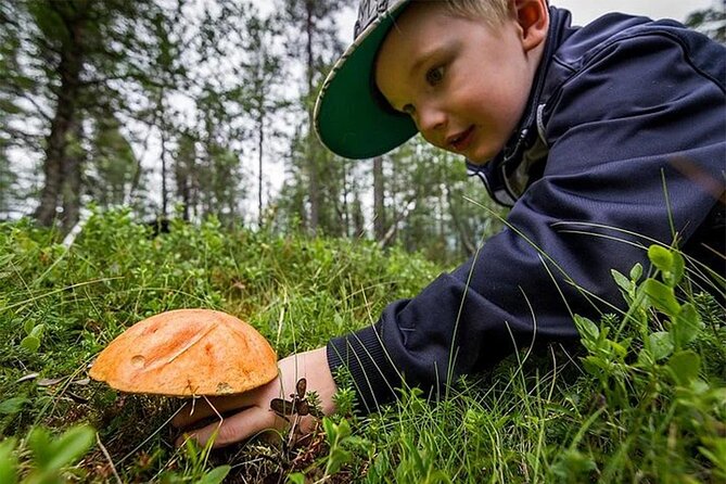 Lapland Berry Day Experience - Lapland Berry Day is a short trip with big payoff