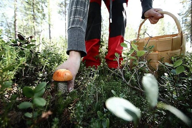 Lapland Berry Day Experience - Nordic Unique Travels: how the day runs in Rovaniemi