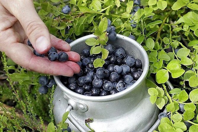Lapland Berry Day Experience - The guide experience: stories that turn picking into a lesson