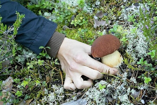 Lapland Berry Day Experience - Small groups up to 16: what it means for your comfort