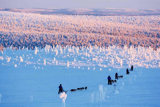Lapland Husky Safari from Saariselkä - Key things to know before you go