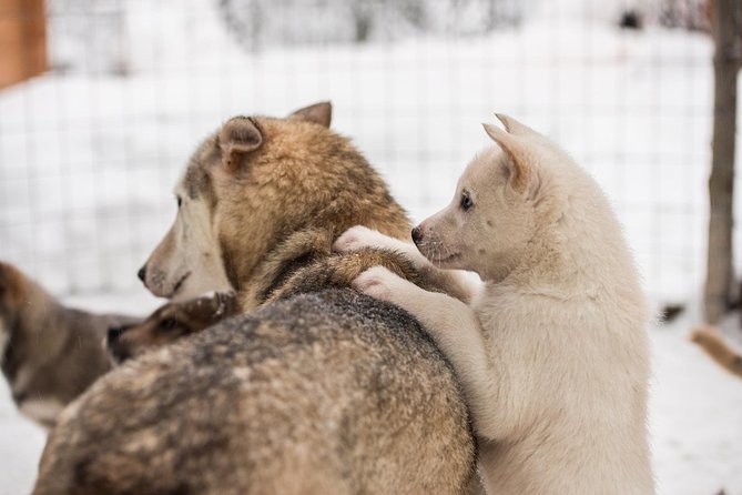 Lapland Husky Safari from Saariselkä - Who this safari suits best