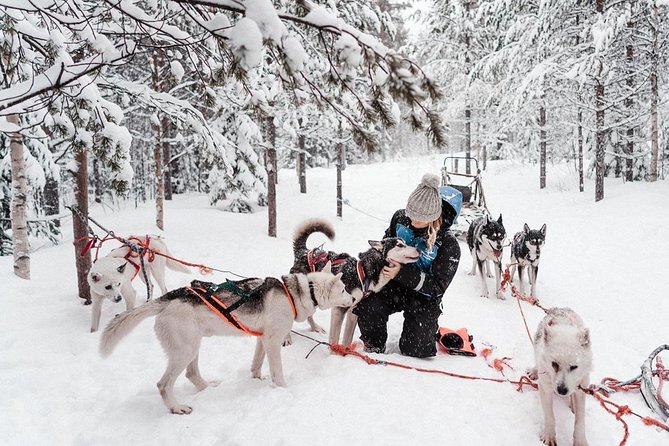 Lapland Husky Safari from Saariselkä - Price and value: what you’re really paying for