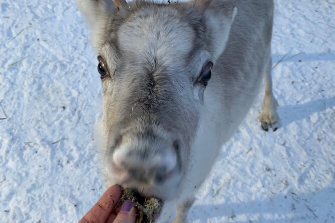 Lapland Reindeer and Husky Safari from Levi - What is actually included, and what you must bring yourself