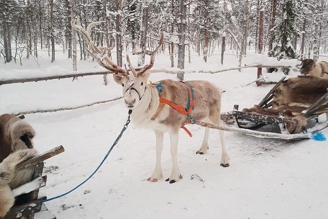 Lapland Reindeer and Husky Safari from Levi - Price in context: is $263.12 a fair deal for this format?